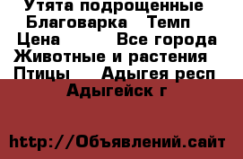 Утята подрощенные “Благоварка“,“Темп“ › Цена ­ 100 - Все города Животные и растения » Птицы   . Адыгея респ.,Адыгейск г.